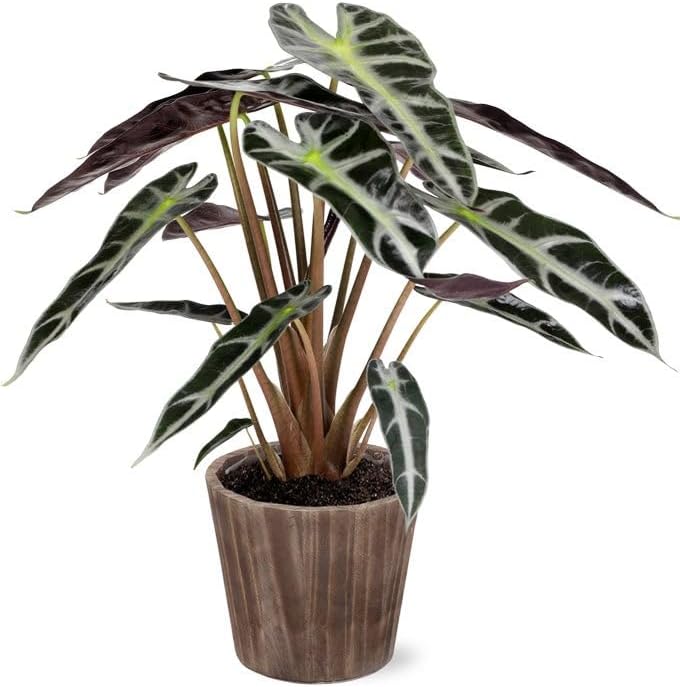 From You Flowers - Elephant's Ear Potted Plant in Natural Wood for Birthday, Anniversary, Get Well or Celebration