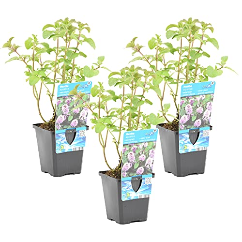 Bloomique - 3er-Set - Mentha Aquatica - Wasserminze - Teichpflanzen Winterhart - Wasserpflanzen - Zone 1-2-3-4-5 - Höhe 10-20 cm - Topf 9 cm