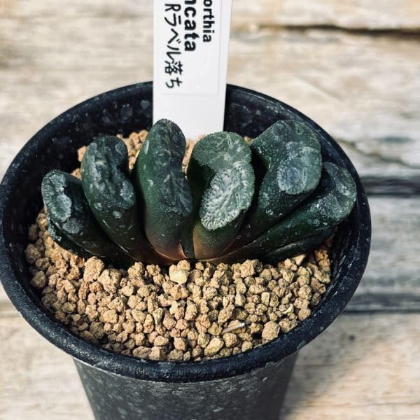 Amazon｜多肉植物：ハオルチア 玉扇 R（ラベル落ち）*幅6cm