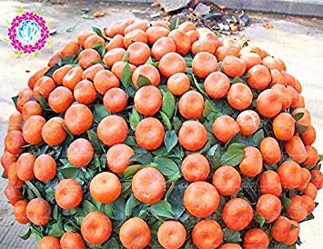 Semi Bansai Arancione SEMI PLAT 20 FIRM-semi di fiori profumati di semi di albero giardino di casa impianto impianto esterno cibo sano