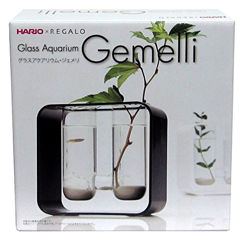 30センチ以下の水槽で飼える おすすめ小型熱帯魚ベスト１０ トロピカ