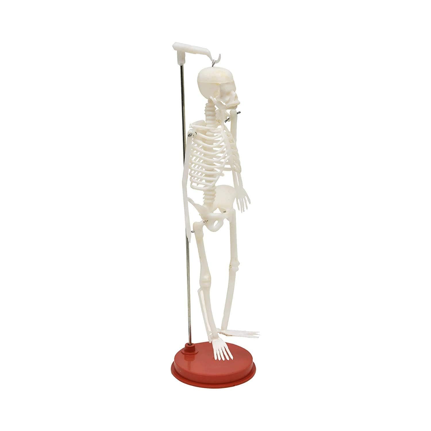 White Colour Human Skeleton Fiber model on Red plastic stand 12" [1 Ft. long] Anatomical Body Model, useful for Medical students, Doctors, Professional audience. (B0D9DG9XDG) Amazon Price History, Amazon Price Tracker