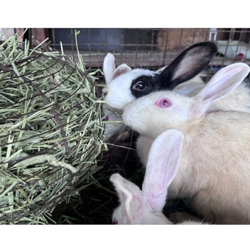 Image of Timothy Hay for Rabbits, Guinea Pigs and Hamsters for All Life Stages | 100% Natural | HIGH Fiber Food (500 Grams)