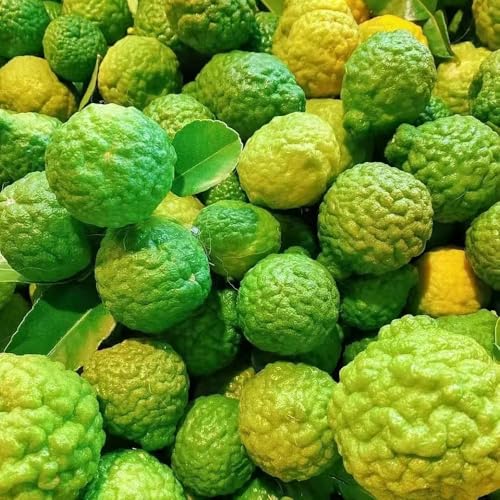 Semillas de lima kaffir - Semillas exóticas de árboles frutales decoración de plantas de árboles frutales plantas resistentes decoración del balcón semillas de frutas jardín de 10pcs
