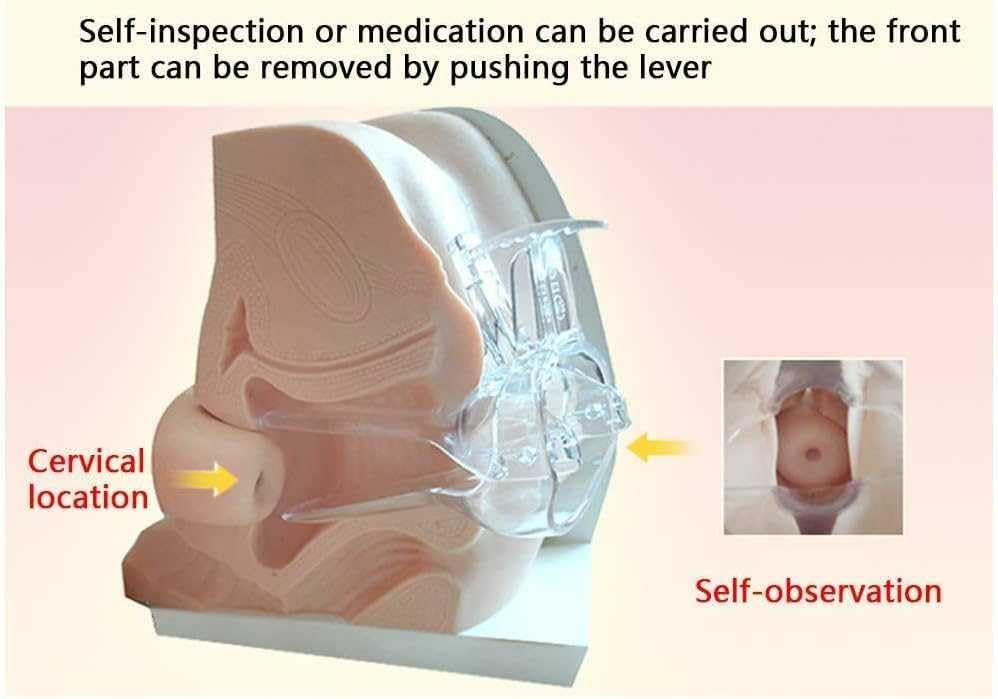 Miniatura 5 de Modelo de maniquí ginecológico femenino, modelo de entrenamiento Iud Modelo de anatomía genitales femeninos Modelo humano con estructura de anatomía