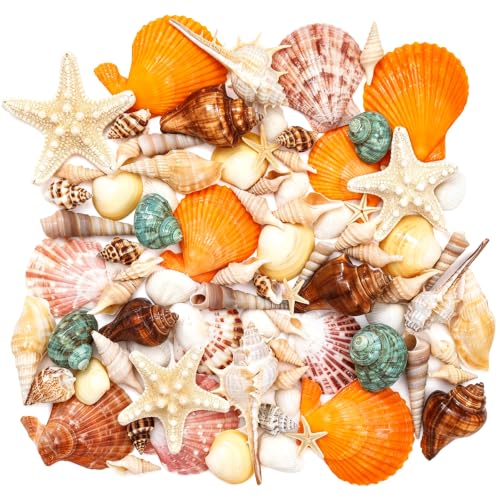 Sea Shells, Mixed Ocean Seashells 15 Kinds Natural Sea Shells and Starfish
