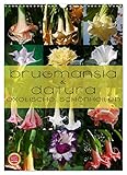 Brugmansia & Datura - Exotische Kübelpflanzen Schönheiten im Protrait (Monatskalender, 14 Seiten ) , von Autor(in): Martina Cross