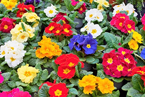 50 Mixed Colors English Primrose Primula Vulgaris Flower See