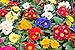 50 MIXED COLORS ENGLISH PRIMROSE Primula Vulgaris Flower Seeds