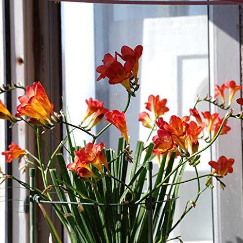 Winterlinge Kaufen Die 15 besten Produkte im Vergleich