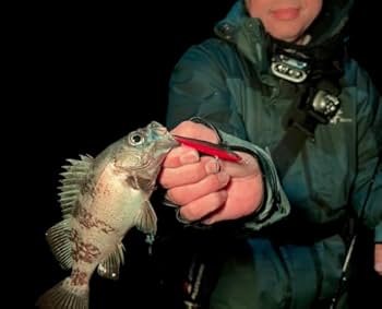 Amazon.co.jp: SPM65 S&S インクスレーベル(INX.label) バスデイ 65mm