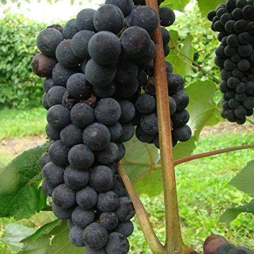 Creative Farmer Live Plant Grape Fruit Gardens Rare Exotic Tropical Vitis Vinifera Black Seedless - Set of 1 for Balcony Gardening (1 Healthy Plant)
