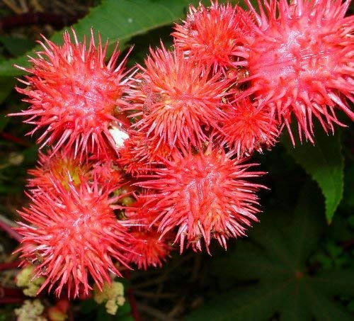 Seeds 20 Seeds Ricinus Fire Red Castor Oil Plant Castor Bean Mamona Jada Arandi Higuerilla Palma Christi Herb Bulk Garden Flowers B105