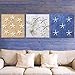Yixuan 10PCS Estrellas de mar Estrella de mar Natural Estrella de mar...