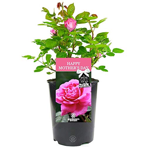 Happy Mother's Day Rose - Gift for Mum - Celebrate Mother's Day with a Unique Living Plant Gift