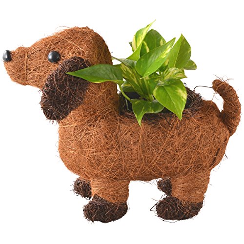 花のギフト社『メッセージ・リボン付きわんわんバスケットポチ＆ポトス』