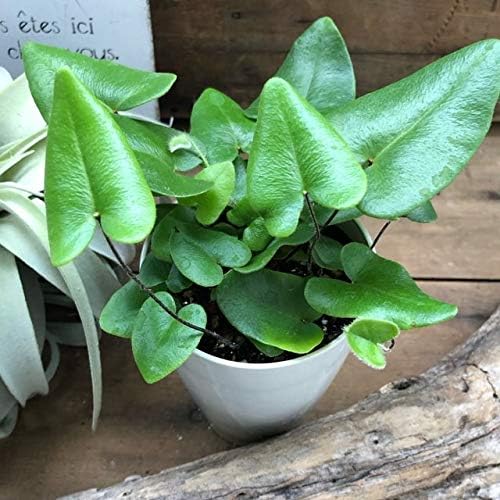 Amazon 観葉植物 ハートの葉っぱ ハートファン 観葉植物 ガーデニング インテリア 観葉植物 オンライン通販