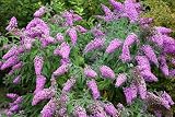 50 Violet Butterfly Bush Buddleja Davidii Purple Flower...
