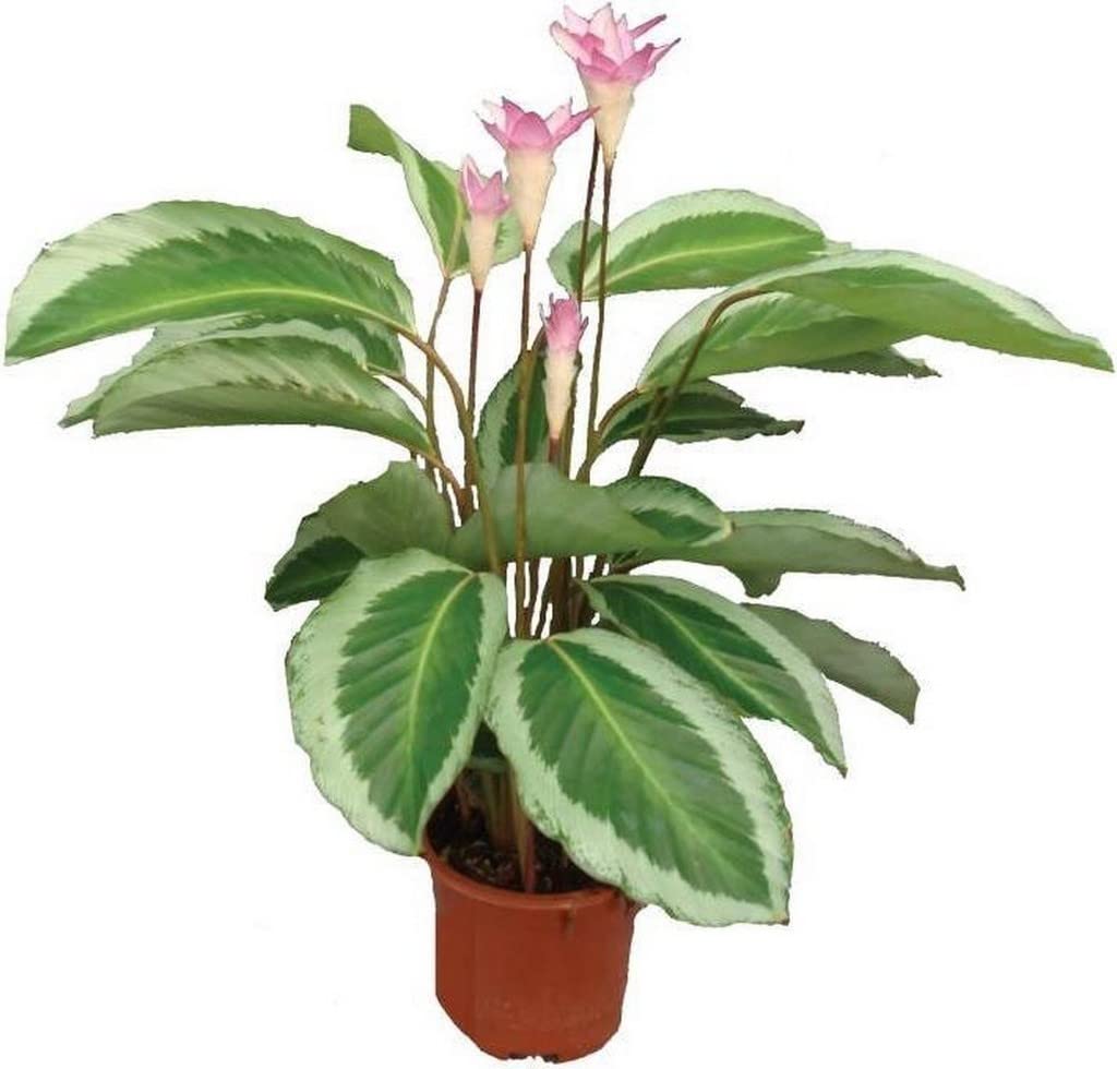 OhhSome Exotic Plant Calathea Jf Macbr 12 Cm Indoor For Home Decor (Air Purifier Healthy Live Plant)