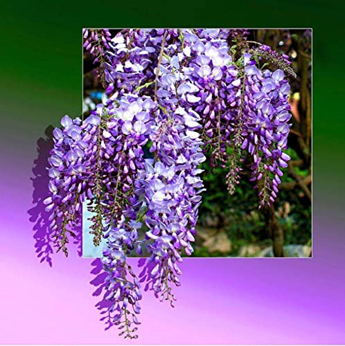 Diamond Painting Blumenpflanze 5D Diamant Malerei Kit Full Diamond Painting Voller Stickerei Malerei für Home Wanddekoration 40 * 50CM Cover