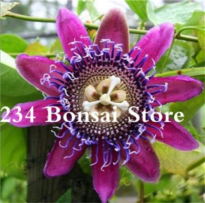 Bloom Green Co. 100 pcs Passion Flower Plant Potted Bonsai Rare Flower Plant Passiflora Ornamental Plant for Home Garden Courtyard: 3