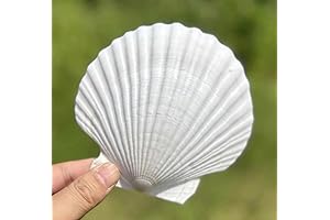 10 PCS Large Scallop Shells for Crafts and DIY Decor