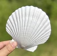 SEAJIAYI 10PCS Large 4-5 Inch Natural White Scallop Shells for DIY Crafts, Home Decor, Baking & Gifts