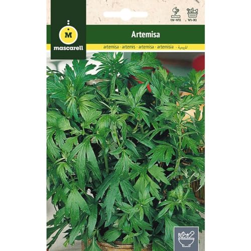 Mascarell Semillas, ARTEMISA, Semillas de Hierbas Aromáticas para Plantar, Crea tu Propio Huerto en Casa. 0,5 Gramos