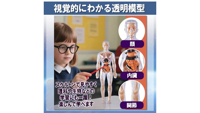Amazon.co.jp: MONOSTORE 人体模型 パズル 3D 解剖モデル 教育用
