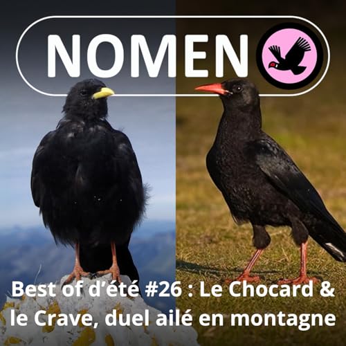 『BEST OF D'ÉTÉ #25 : Chocard à bec jaune et Crave à bec rouge, les montagnards de la famille』のカバーアート