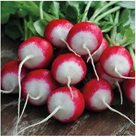 PREMIER SEEDS DIRECT Radish Globe - Sparkler - 500 Seeds (Organic)