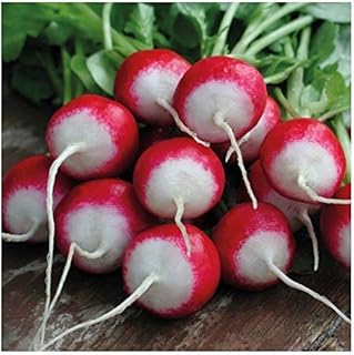 PREMIER SEEDS DIRECT Radish Globe - Sparkler - 500 Seeds (Organic)