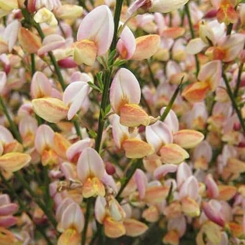 semi di ginestra resistenti semi biologici aiuola, decorazione balcone Citiso scopario resistenti all'esterno per luoghi soleggiati 400pcs