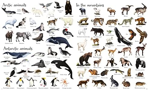 1000 Animals (1000 Pictures)