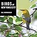 Birds of New York City