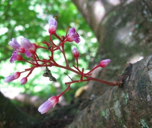 Semi Di Carambola Succosa, Frutto Della Stella, Per Bonsai Da Giardino, Piante Legnose Acquista In Modo Economico - Spedizione Gratuita, Recensioni Reali Con Foto