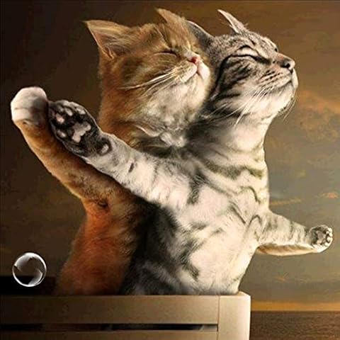 Luwu-Store DIY Diamond Art of 5D Diamond Embroidery Diamond Painting 20x20cm Cat A Cover