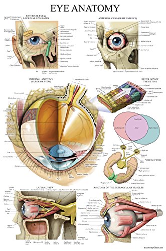 Laminated Eye Anatomy Poster