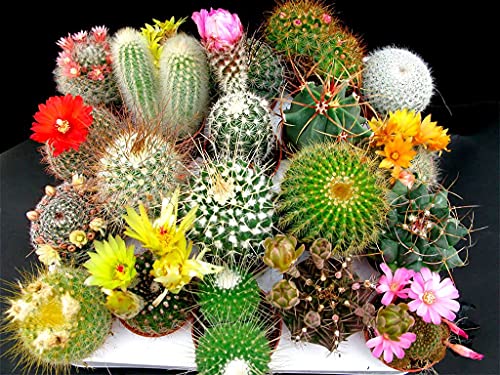 Cactus Mix Cacti About 50 Seeds For Planting Succulents Plant Group Cactaceae #TOP4