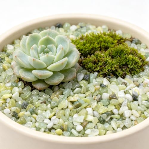 Image of 5lbs Natural Gravel Pebbles for Succulents and Cacti, 1 /5 Inch Decorative River Stones - Perfect for Vases, Aquariums, Terrariums, and Outdoor Gardening, Mixed Colors (Jade, 5 Pounds)