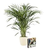 Tamaño de la olla Ø: 21 cm Planta de interior – Palma Areca en maceta crema + 10 L suelo como un conjunto – Altura: 90 cm
