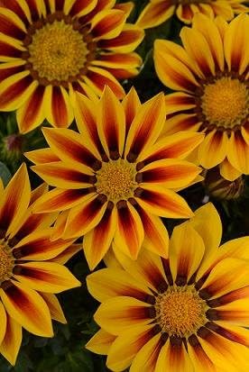Gazania New Day Red Stripe 250 Seeds