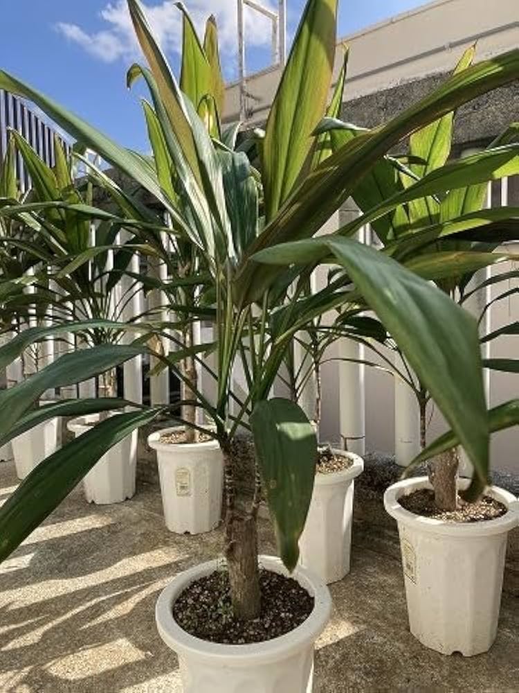 Amazon.co.jp: コルジリネ ストリクタ（観葉植物）苗木(大）1本