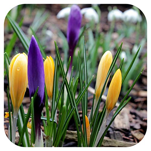 Crocus Vernus Bulbs X 100 Mixed Dutch Large Flowering by Growtanical®