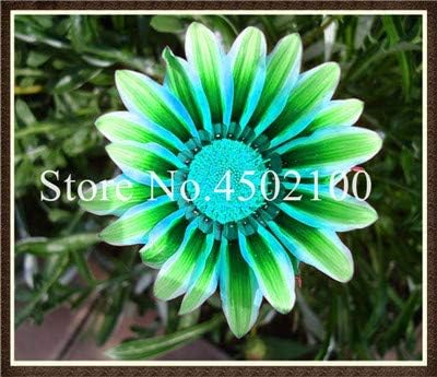 Amazon 100個 バッグ混合色gazania Rigens Flores盆栽 室内花プラタナスホーム Amp 庭 屋内屋外用種子植物 24 観葉植物 オンライン通販