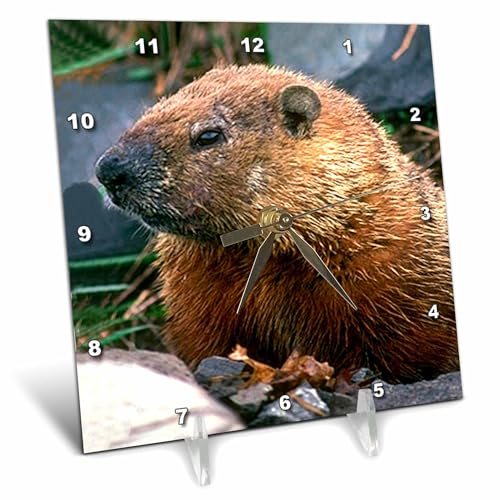 3dRose 6x6 Desk Clock - Groundhog Wild Animals