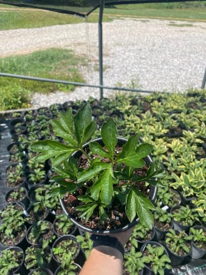 Sarah Bernhardt Potted Peony, 2-3 Eye, in Trade one Gallon Container (0.667 gallons of Dirt)