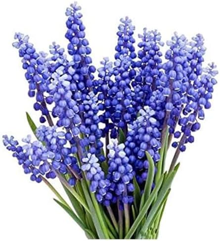 Grape Hyacinth Bulbs - 15 Muscari Armeniacum Bulbs for Planting -...