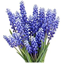 Grape Hyacinth Bulbs - 15 Muscari Armeniacum Bulbs for Planting - Grows 6-8" Tall - Flower Bulbs for Spring Planting - Indoor Forcing