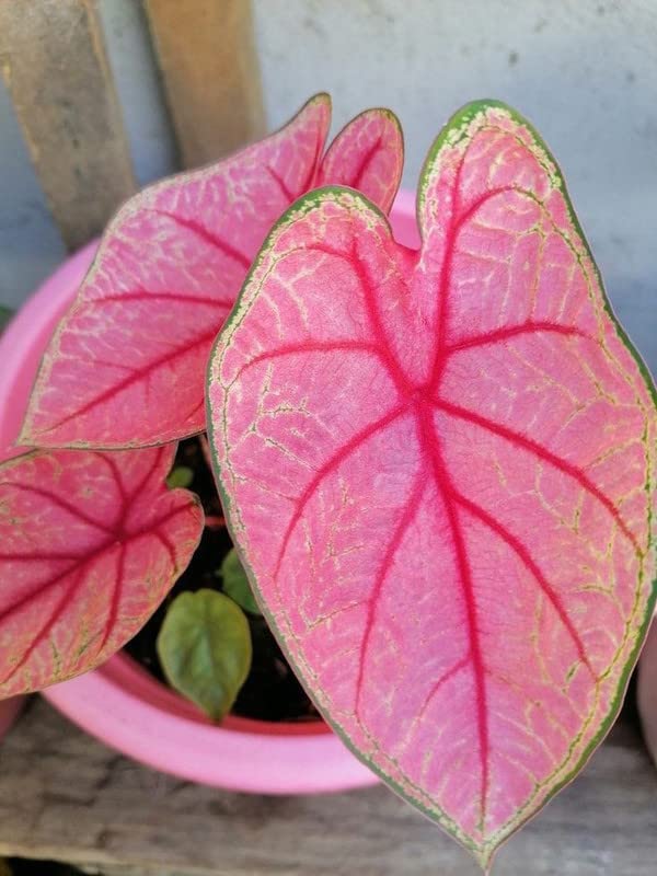 Ritz Farming® Beautiful Caladium flower bulbs pink Flower Bulb For Indoor & Outdoor Gardening Pack of 6 (B0BVBPWH19) Amazon Price History, Amazon Price Tracker